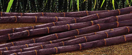 WEB CATEGORY SUGARCANE